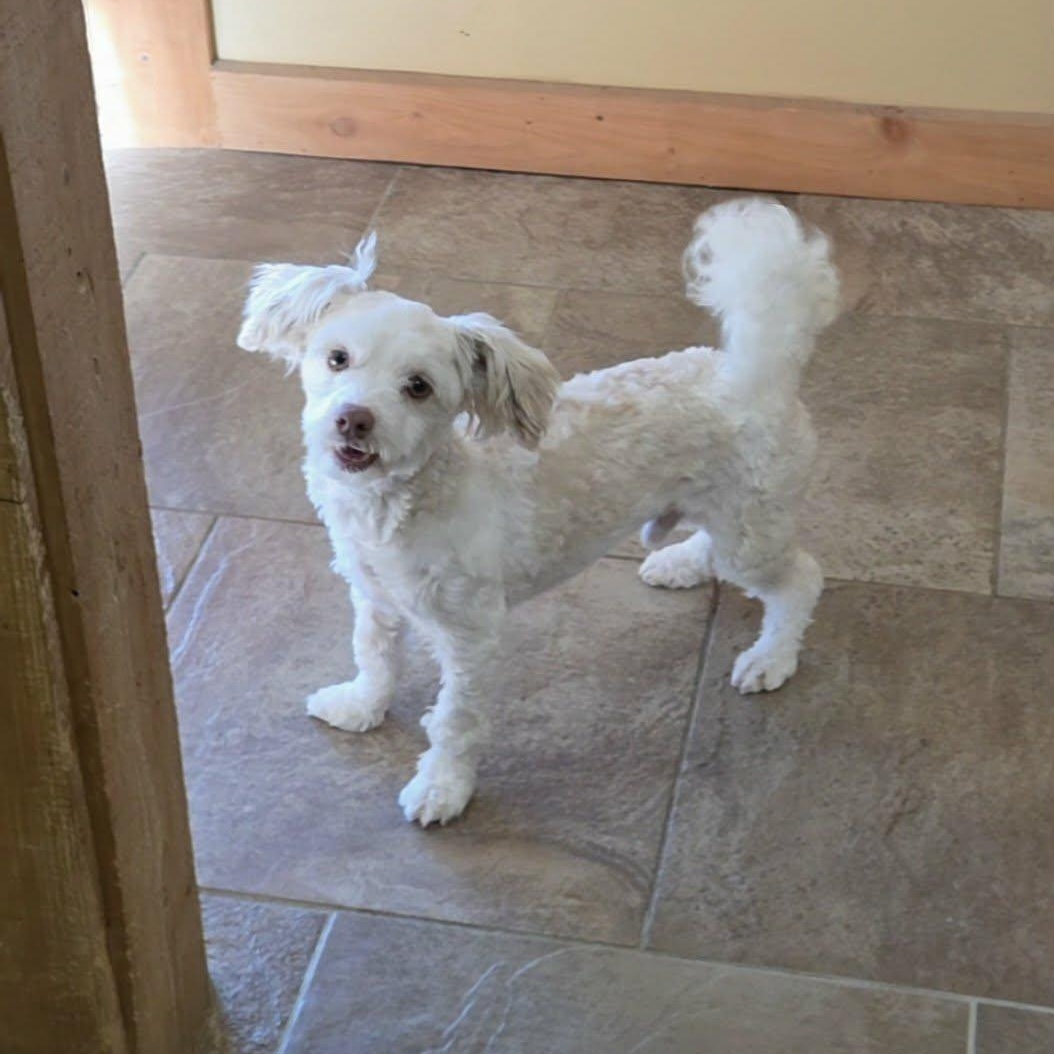Enlarge Finn, an adoptable Havanese in Lancaster, KY image 2/6