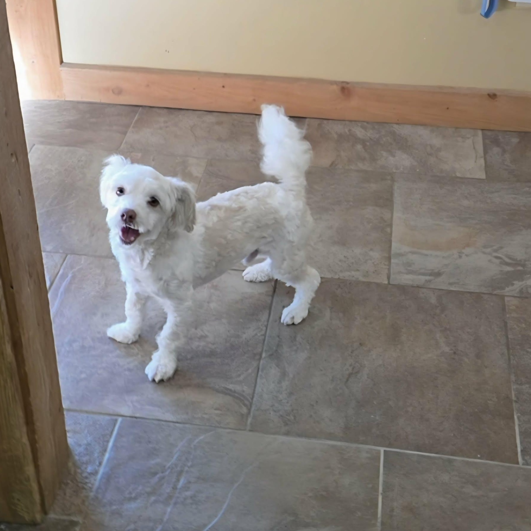 Enlarge Finn, an adoptable Havanese in Lancaster, KY image 4/6