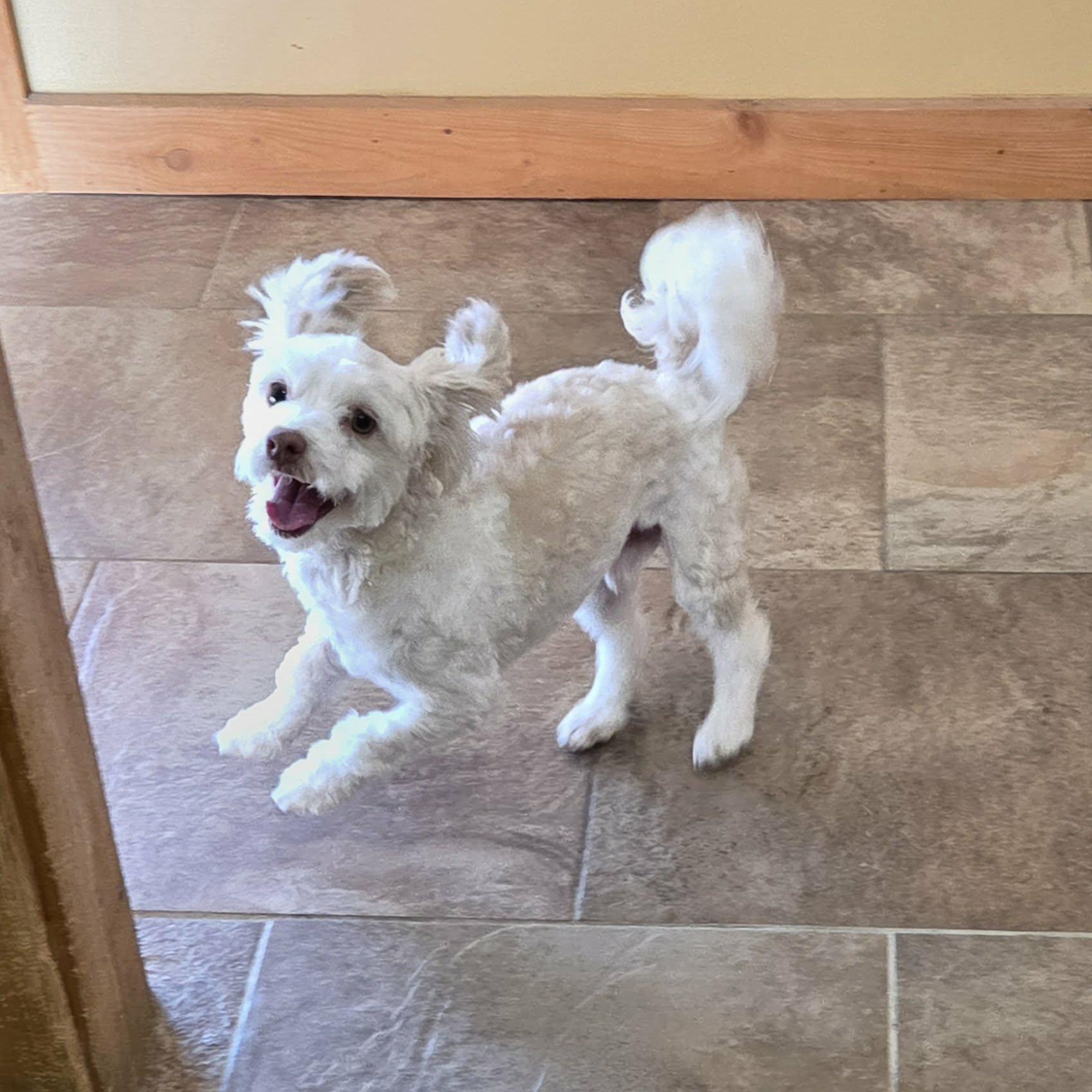 Finn, adoptable, Young Male Havanese.