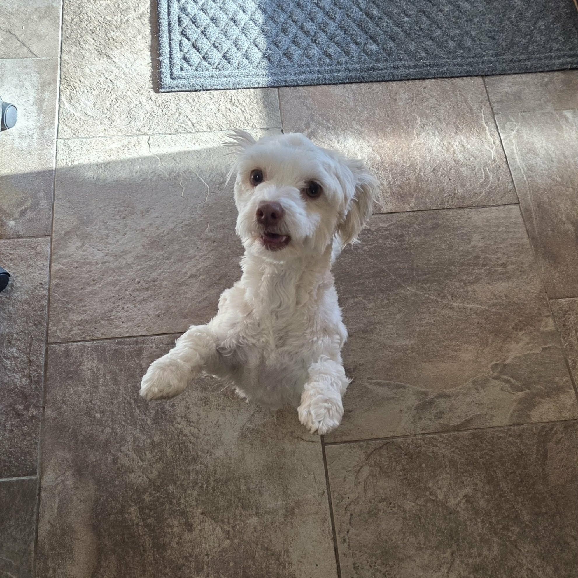 Enlarge Finn, an adoptable Havanese in Lancaster, KY image 5/6