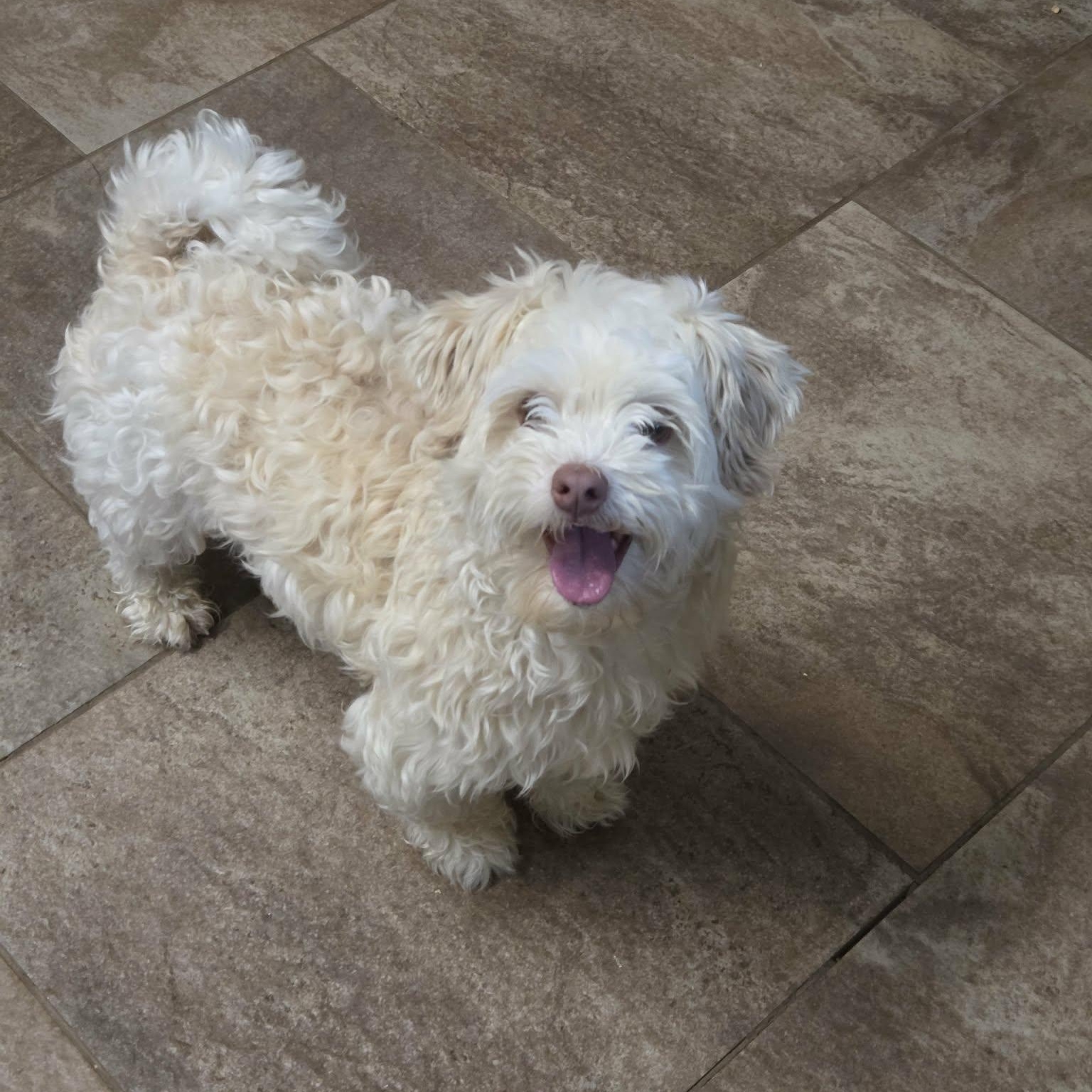 Enlarge Finn, an adoptable Havanese in Lancaster, KY image 6/6