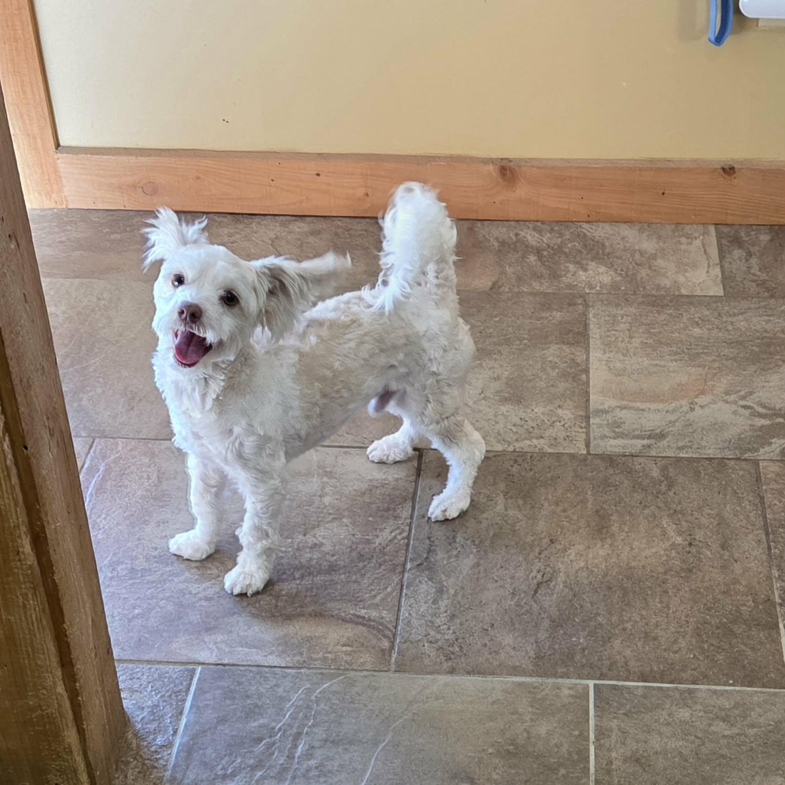 Enlarge Finn, an adoptable Havanese in Lancaster, KY image 3/6