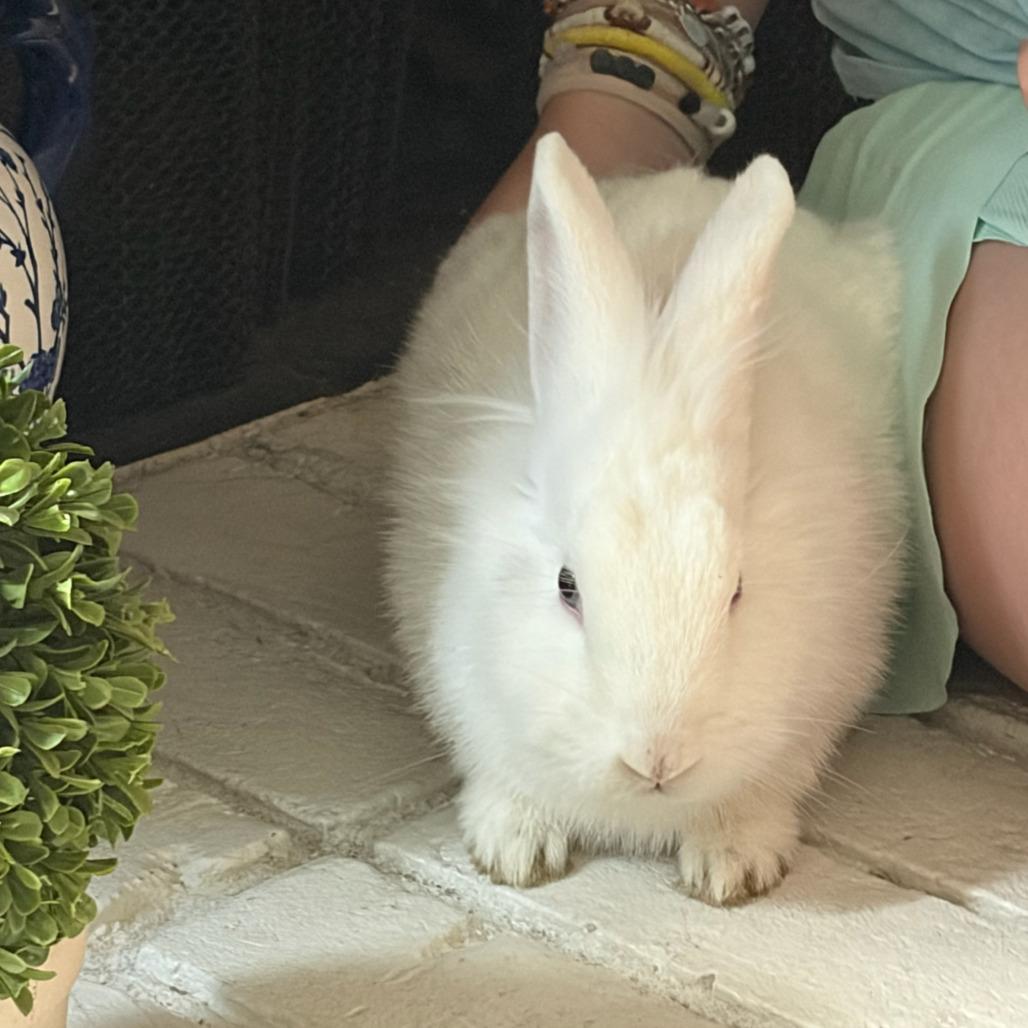 Lily, Adoptable, Young Female Lionhead.