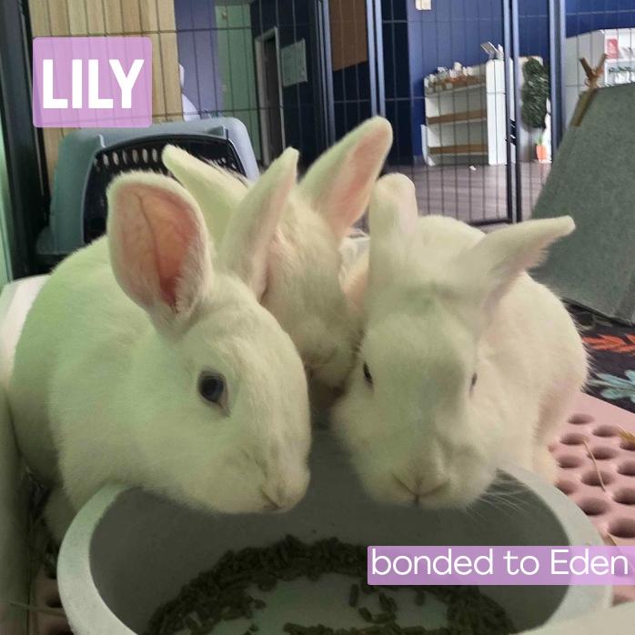 Enlarge Lily, a Adoptable Lionhead in The Woodlands, TX image 4/6