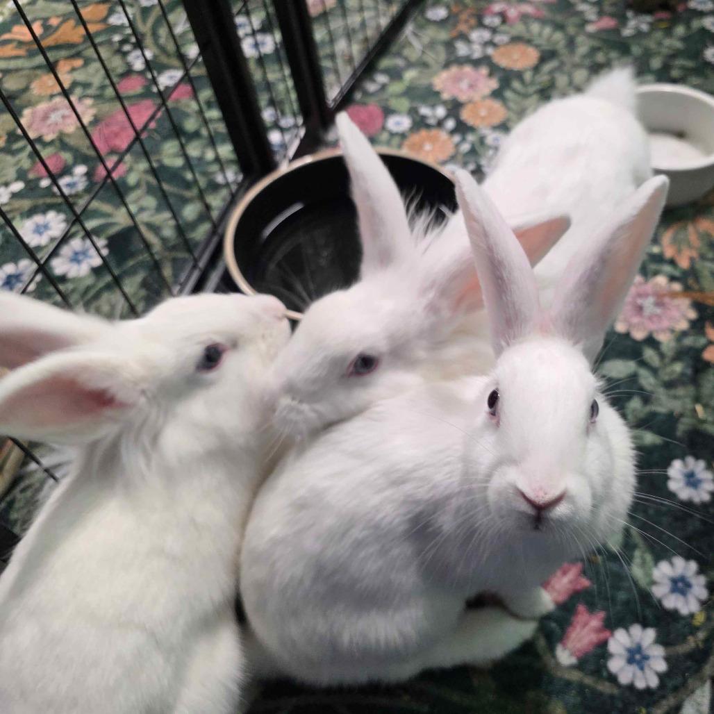 Enlarge Lily, a Adoptable Lionhead in The Woodlands, TX image 5/6