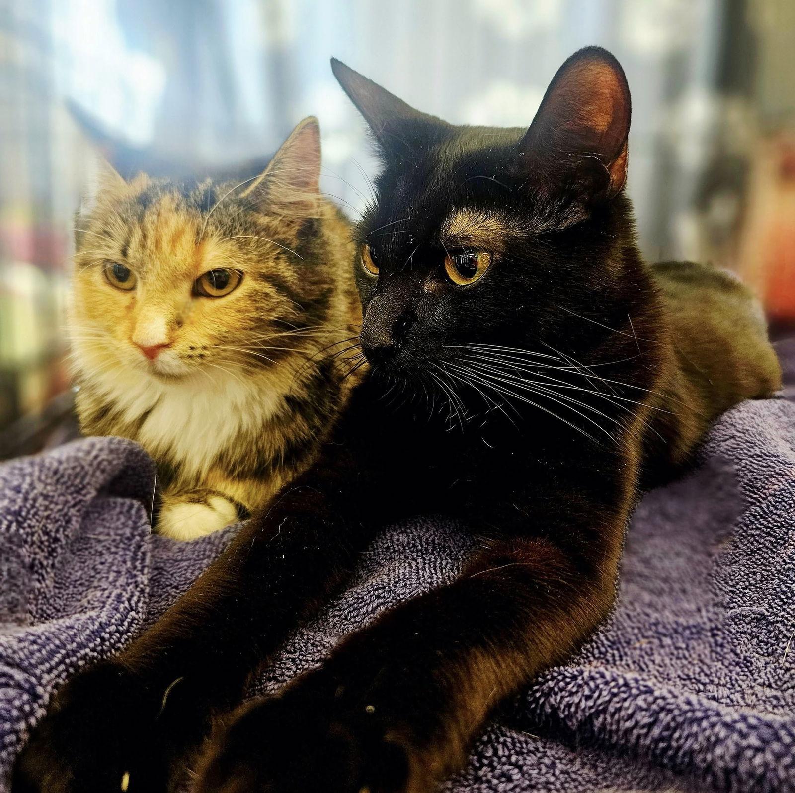 Hazel, Adoptable, Young Female Domestic Medium Hair.