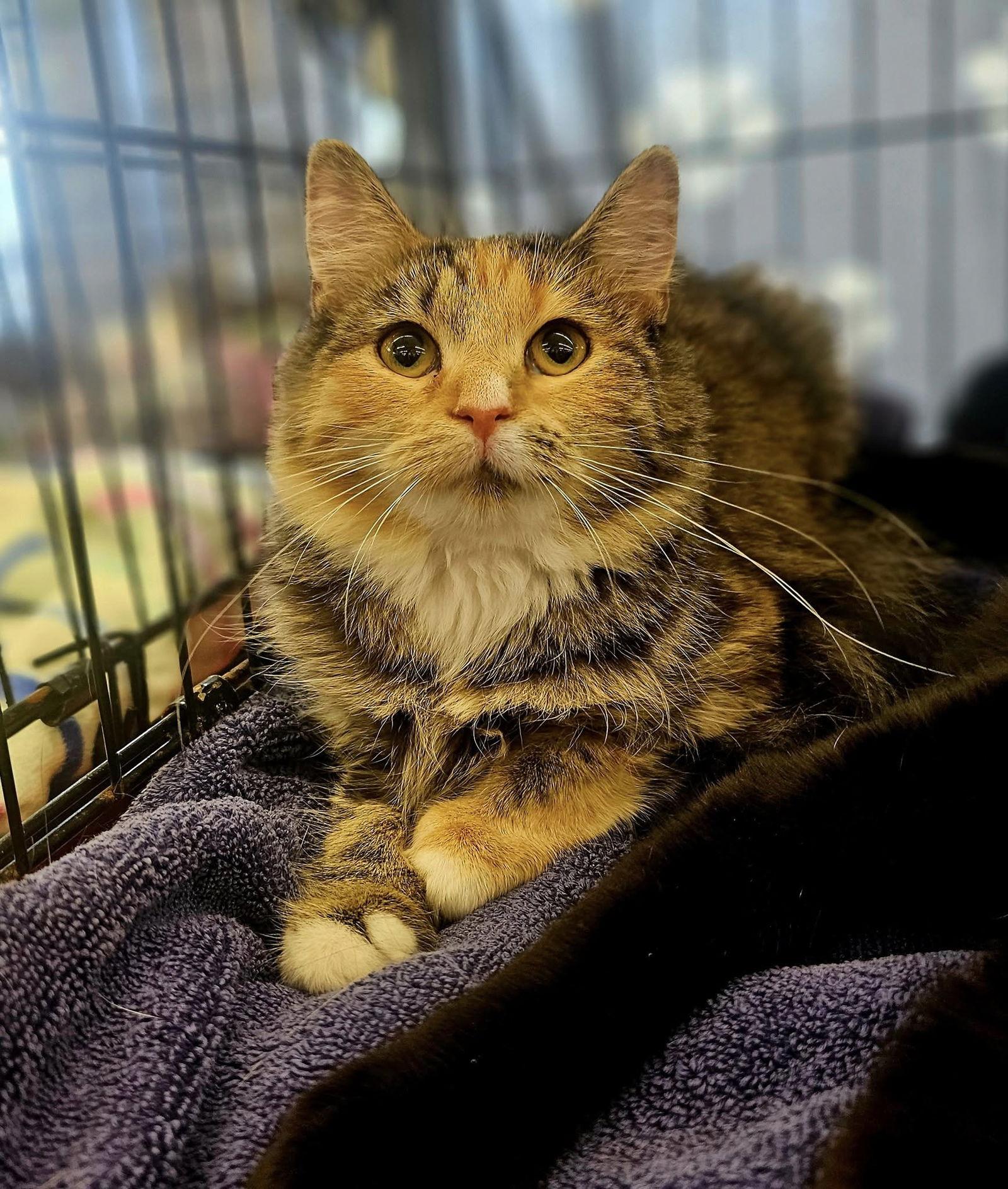 Enlarge Hazel, a Adoptable Domestic Medium Hair in Fairmont, WV image 2/3