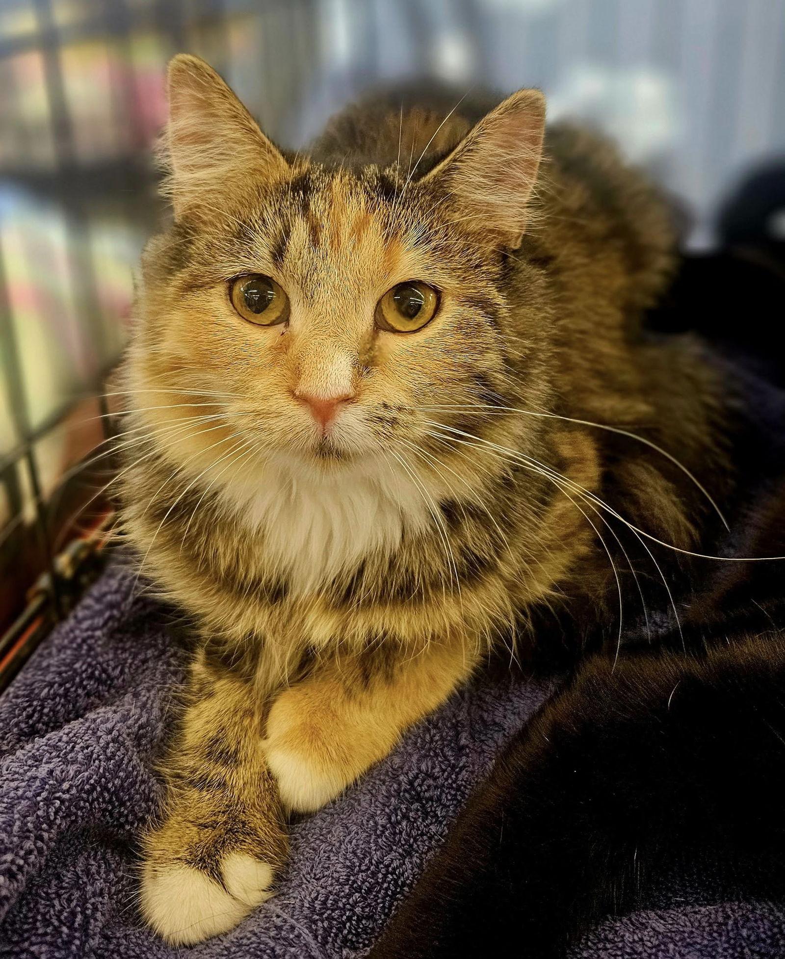 Enlarge Hazel, a Adoptable Domestic Medium Hair in Fairmont, WV image 3/3