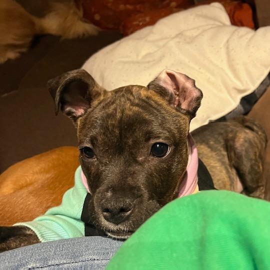 Pixel, Adoptable, Puppy Female Mixed Breed.