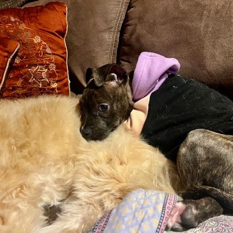 Enlarge Pixel, a Adoptable Mixed Breed in Madison, WI image 2/6