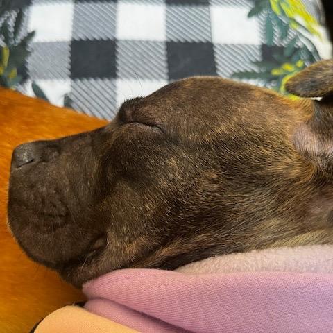 Enlarge Pixel, a Adoptable Mixed Breed in Madison, WI image 3/6