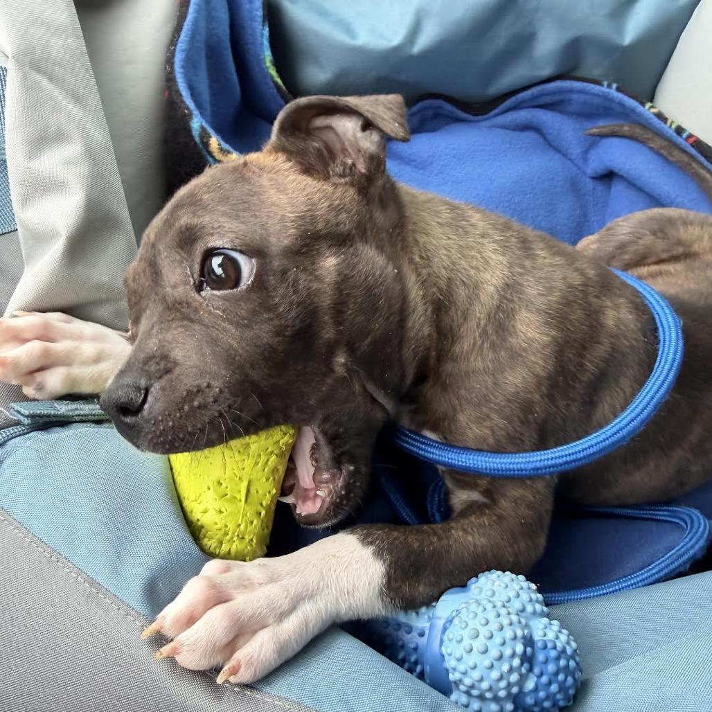 Enlarge Pixel, a Adoptable Mixed Breed in Madison, WI image 4/6