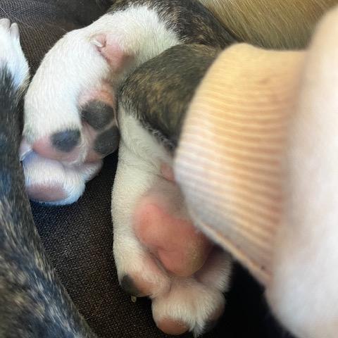 Enlarge Pixel, a Adoptable Mixed Breed in Madison, WI image 5/6