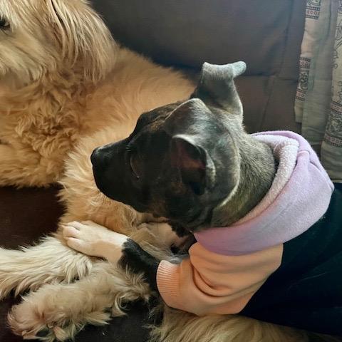 Enlarge Pixel, a Adoptable Mixed Breed in Madison, WI image 6/6