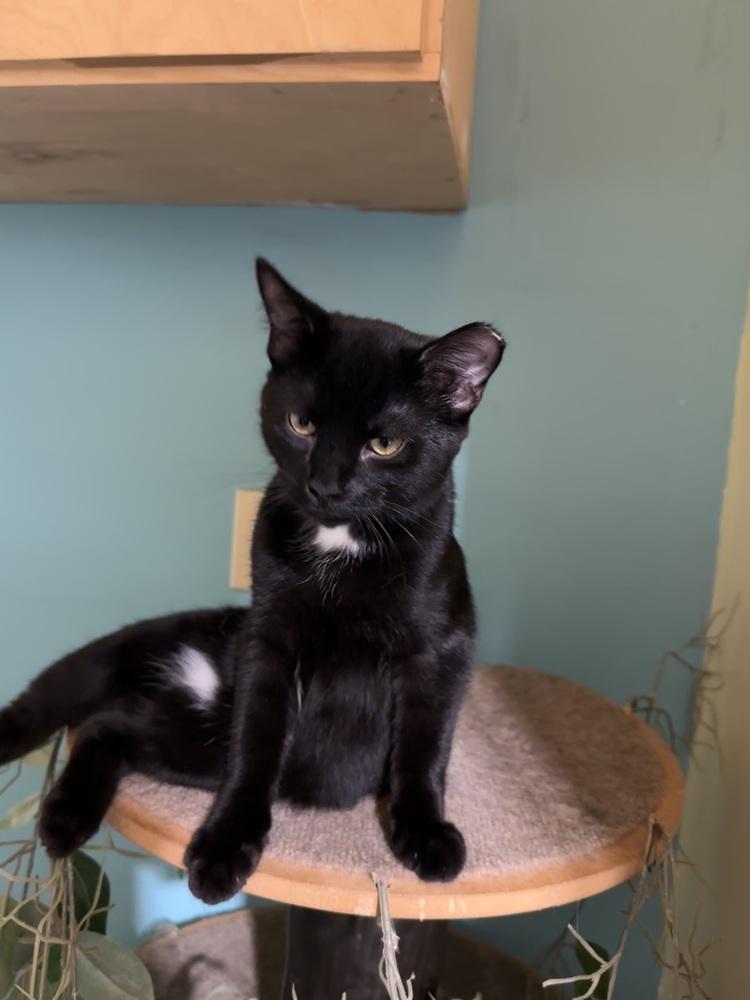 Enlarge Spaz, a Adoptable Domestic Short Hair in Germantown, OH image 2/5