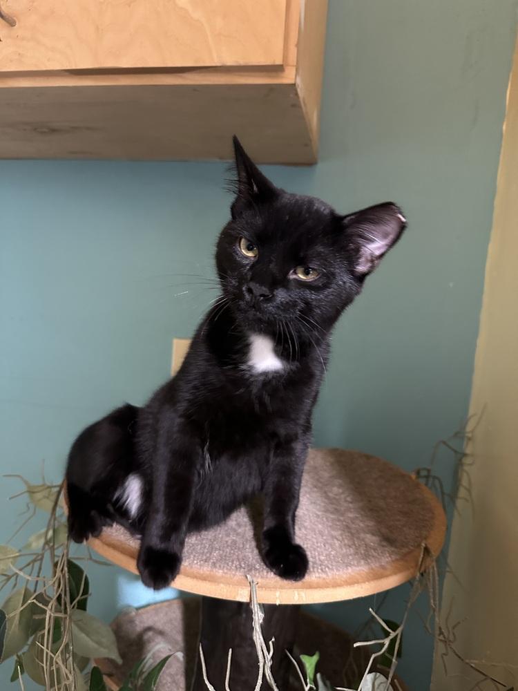 Spaz, Adoptable, Young Male Domestic Short Hair.