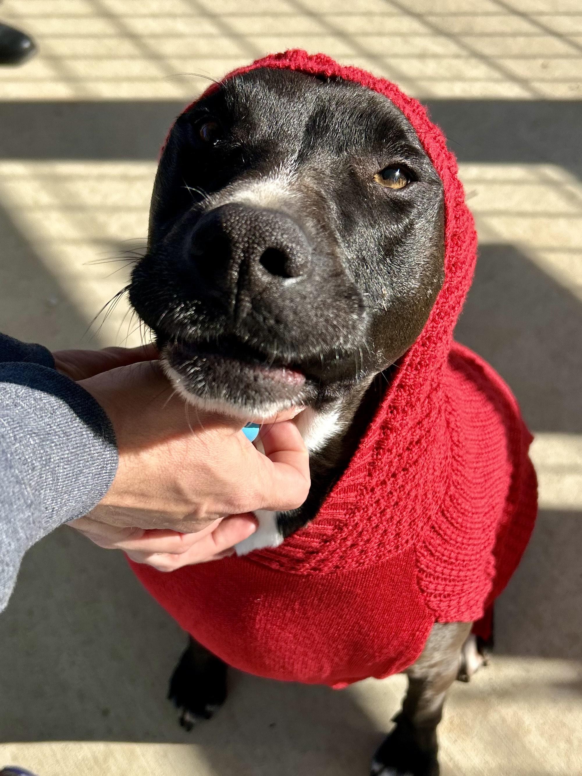 Enlarge DEMI, an adoptable Terrier in Franklin, KY image 2/6