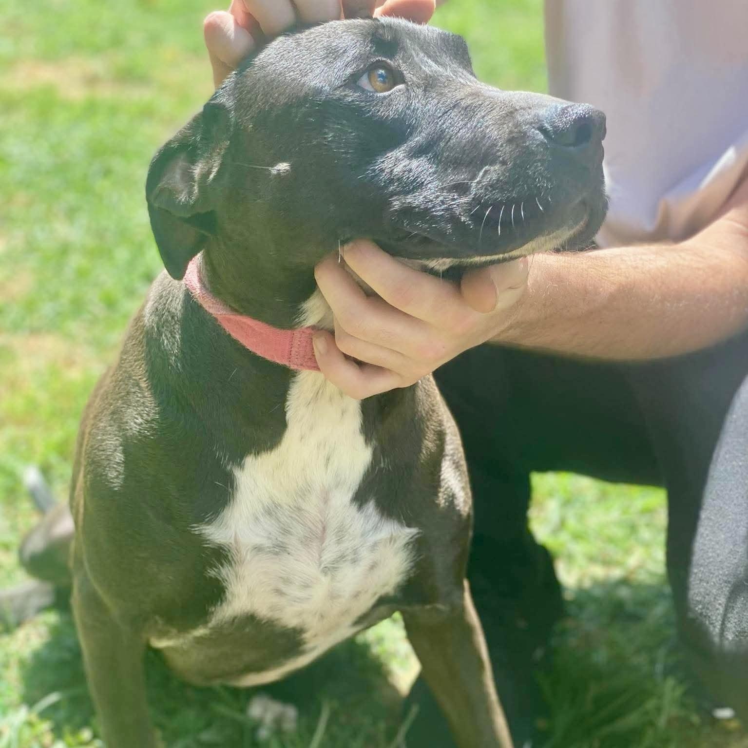 DEMI, Adoptable, Adult Female Terrier.