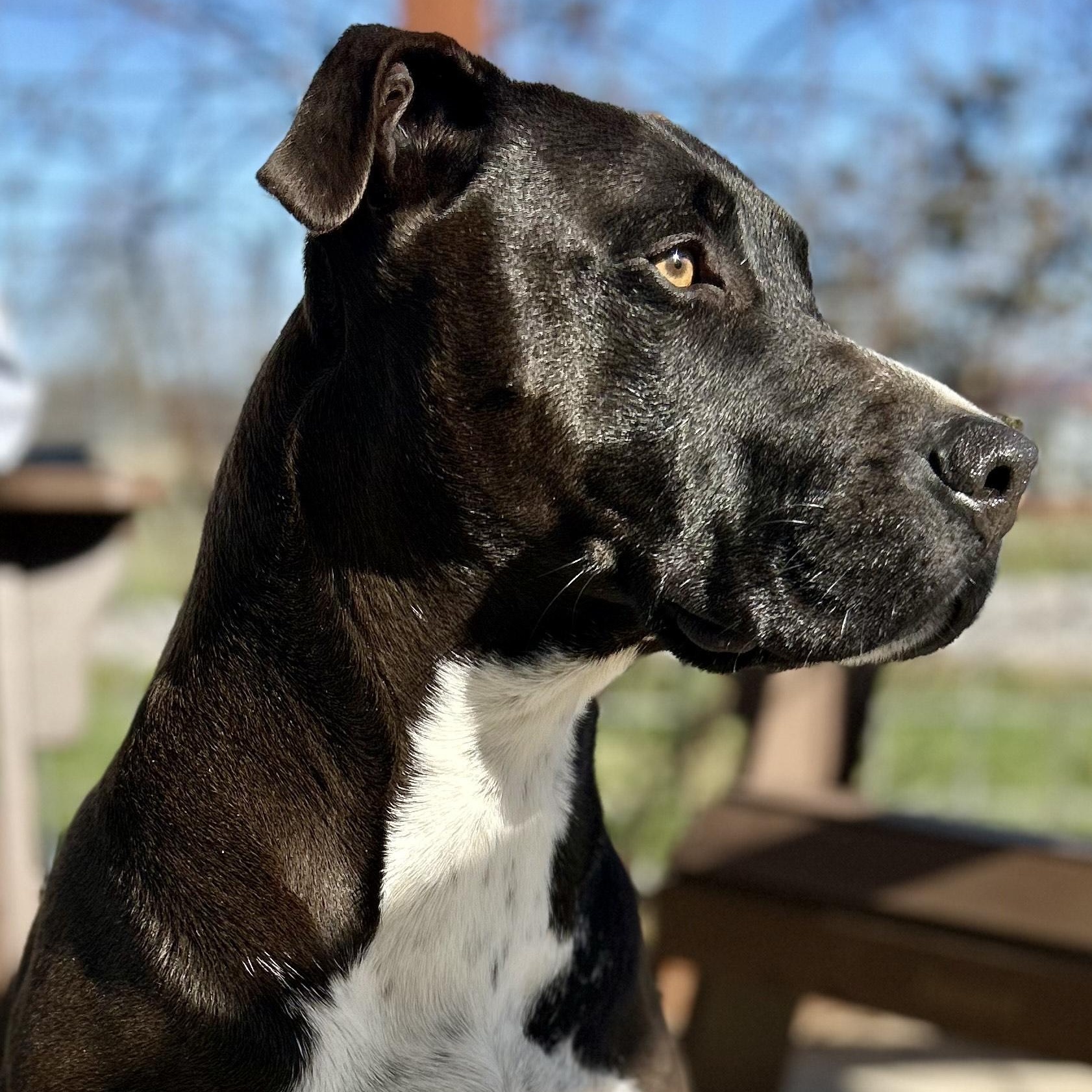 DEMI, adoptable, Adult Female Terrier.