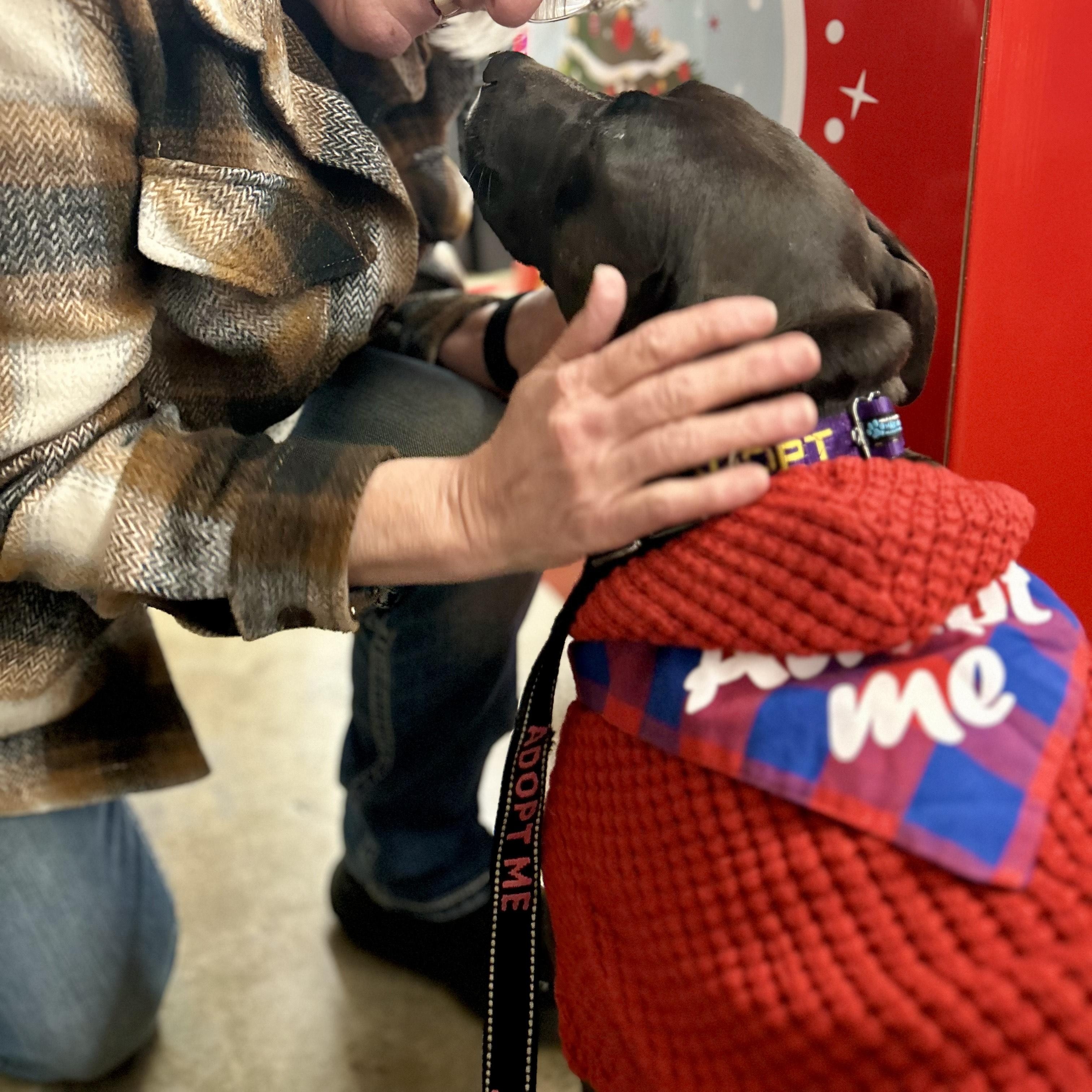 Enlarge DEMI, an adoptable Terrier in Franklin, KY image 6/6