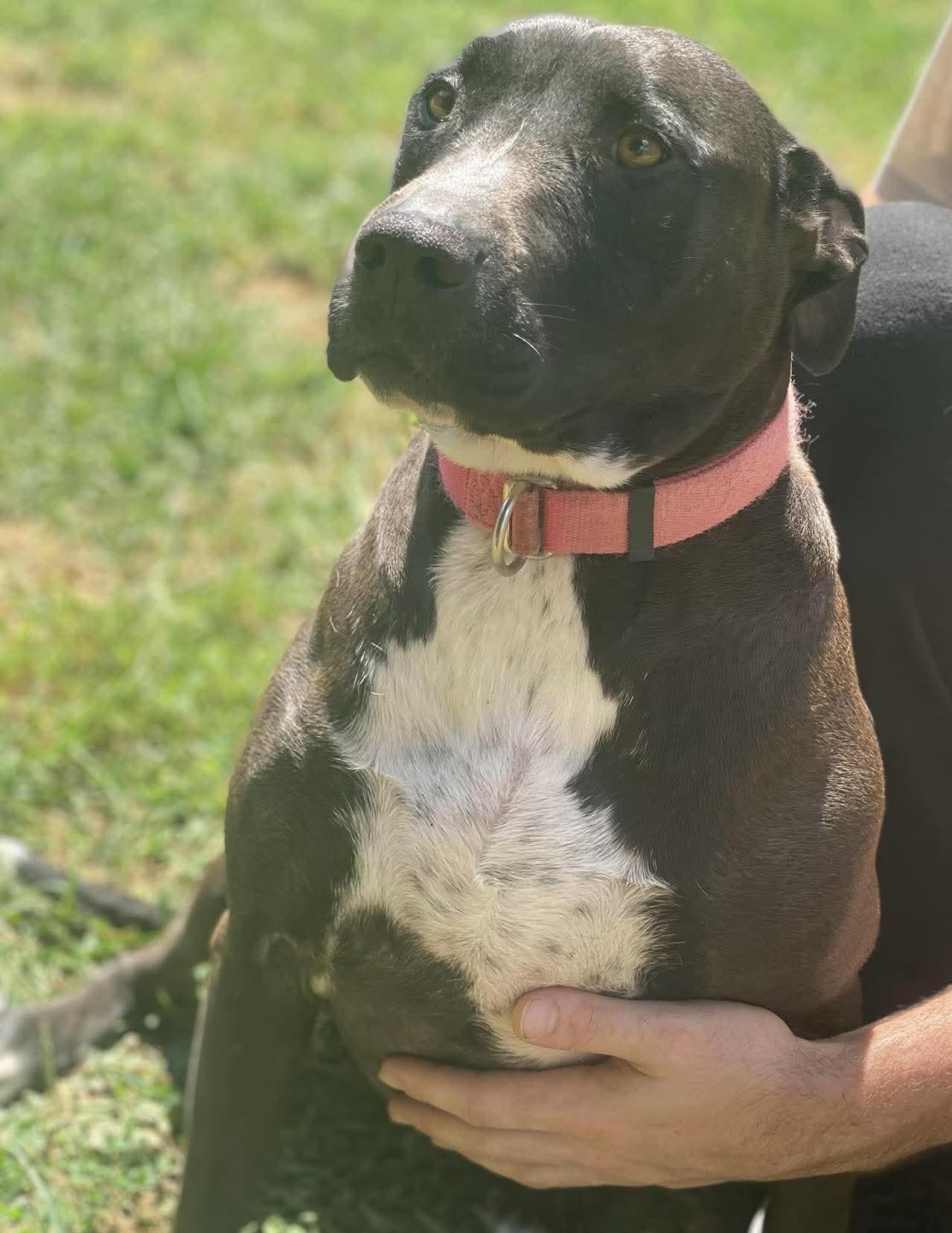 DEMI, a Adoptable Terrier in Franklin, KY image 2/4