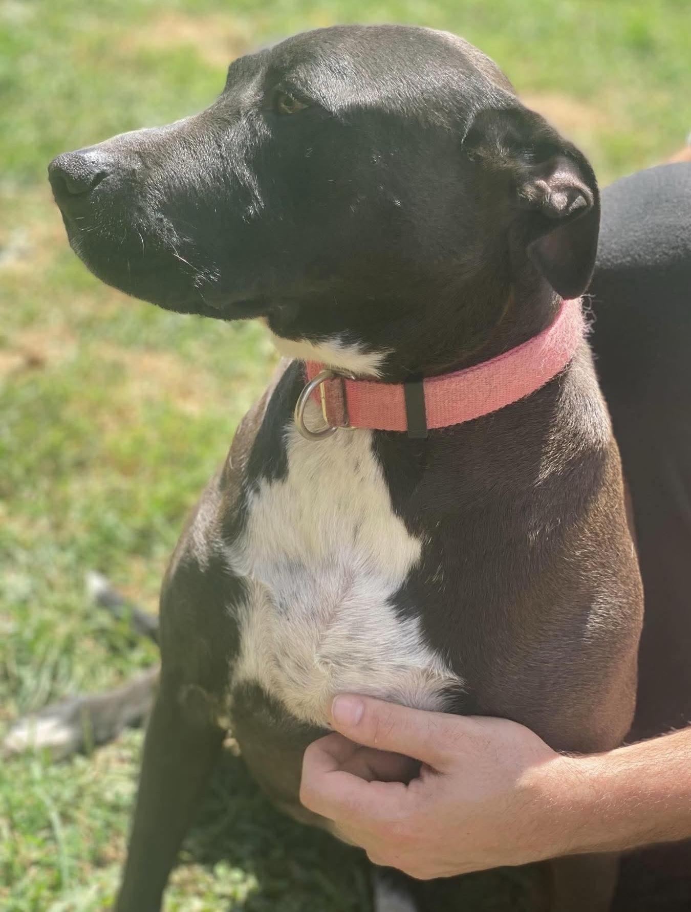 DEMI, a Adoptable Terrier in Franklin, KY image 3/4