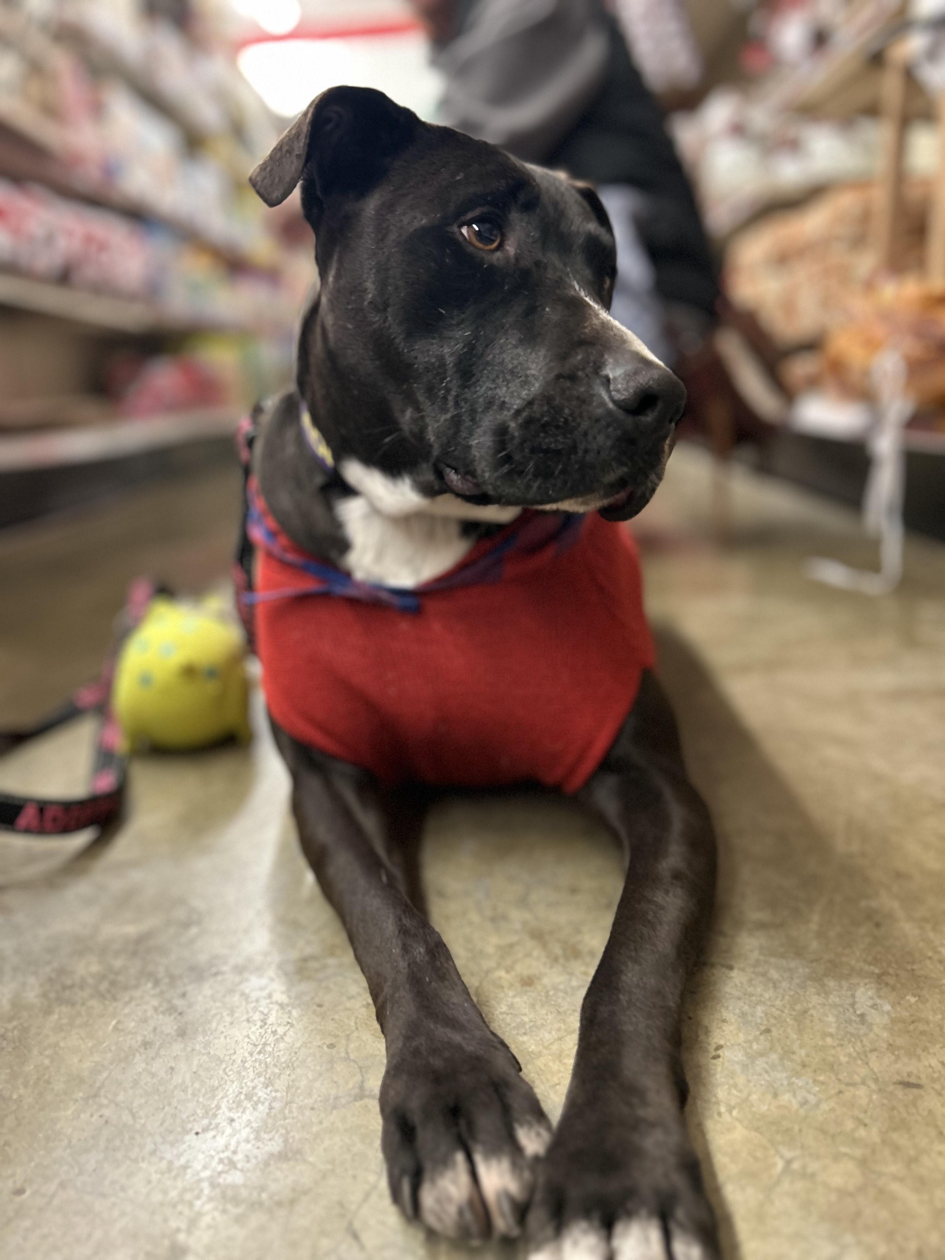 DEMI, adoptable, Adult Female Terrier.