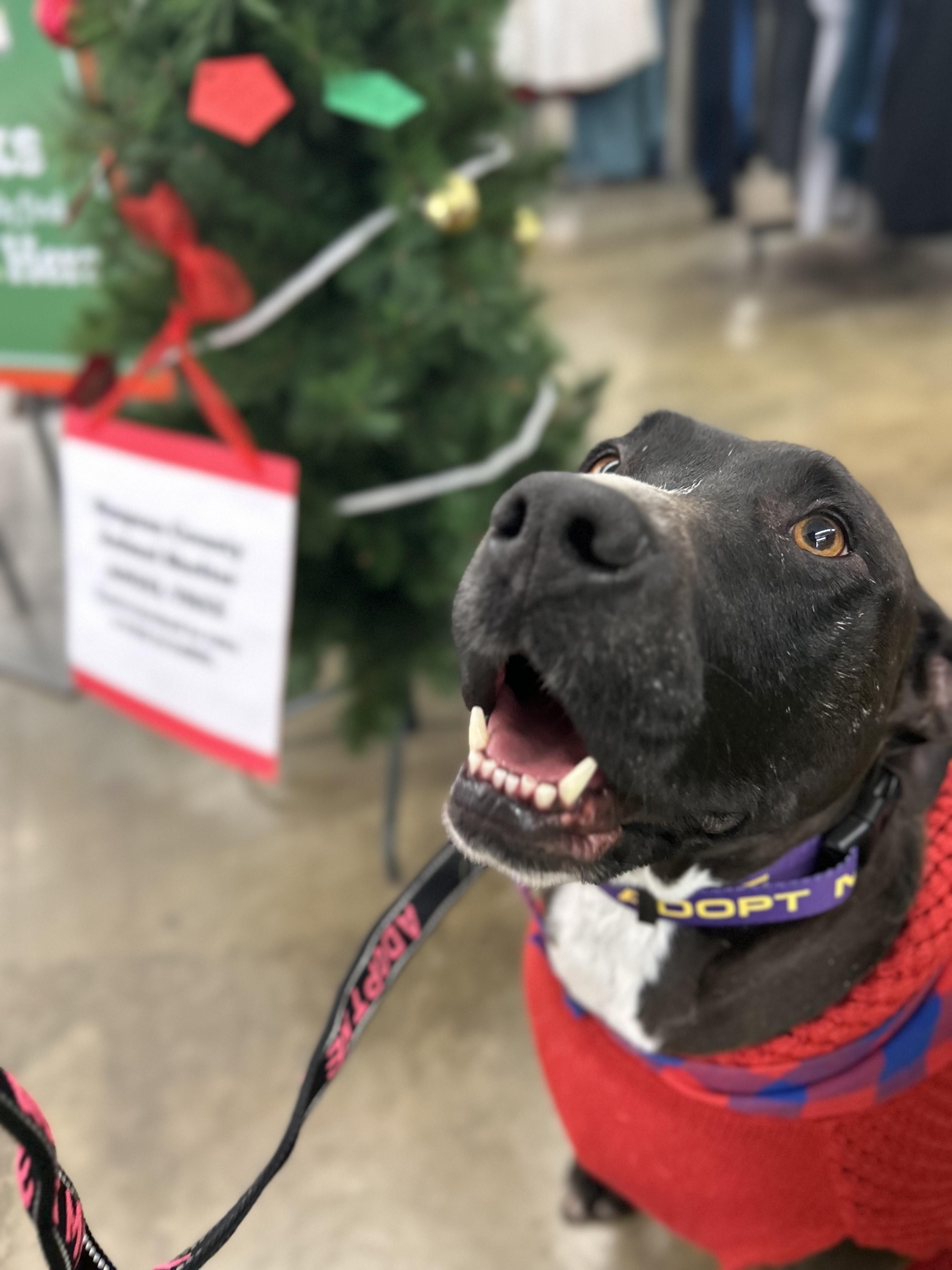 Enlarge DEMI, an adoptable Terrier in Franklin, KY image 4/6