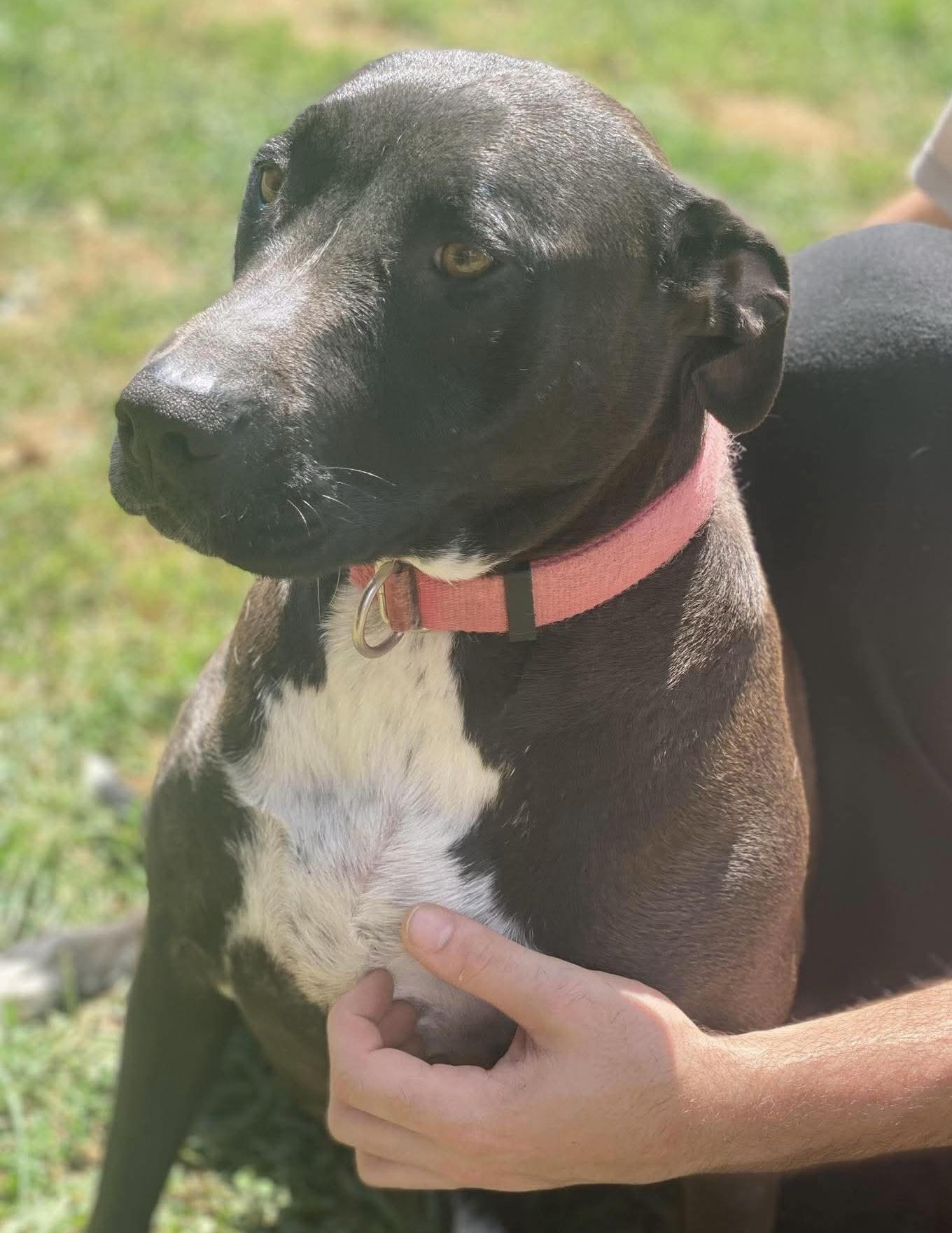 DEMI, a Adoptable Terrier in Franklin, KY image 4/4