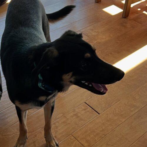 Enlarge Otis, a Adoptable mixed breed in Visalia, CA image 1/5