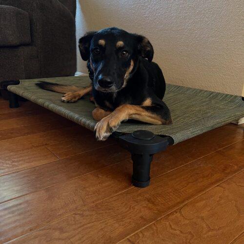 Enlarge Otis, a Adoptable mixed breed in Visalia, CA image 3/5