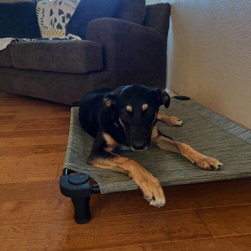 Enlarge Otis, a Adoptable mixed breed in Visalia, CA image 4/5