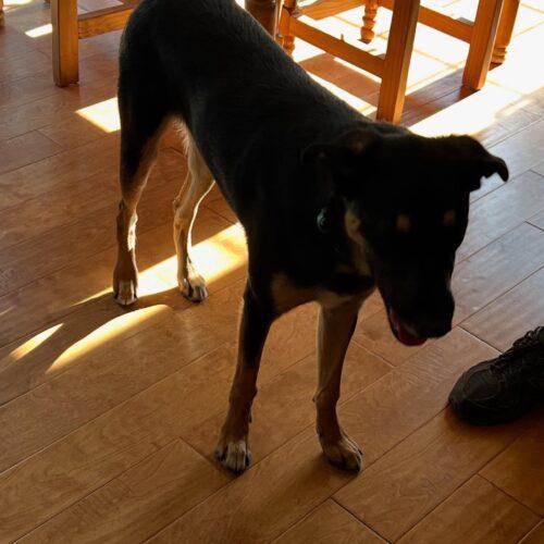 Enlarge Otis, a Adoptable mixed breed in Visalia, CA image 5/5