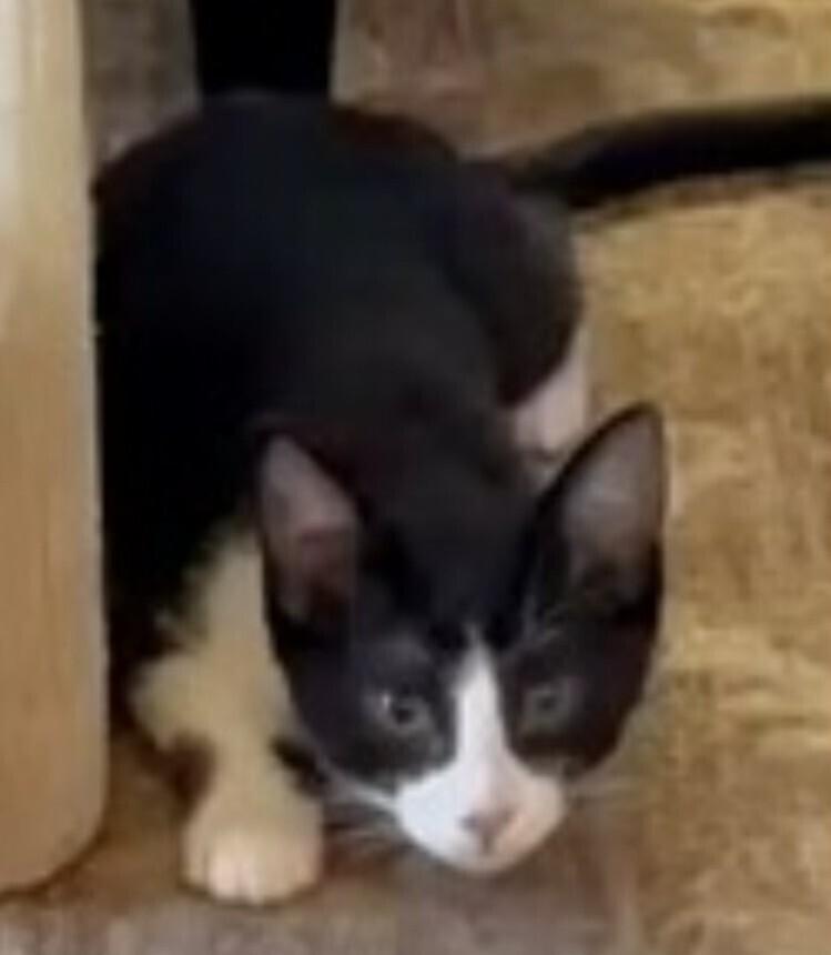 Enlarge Sawyer, a Adoptable Domestic Short Hair in Covington, LA image 1/1