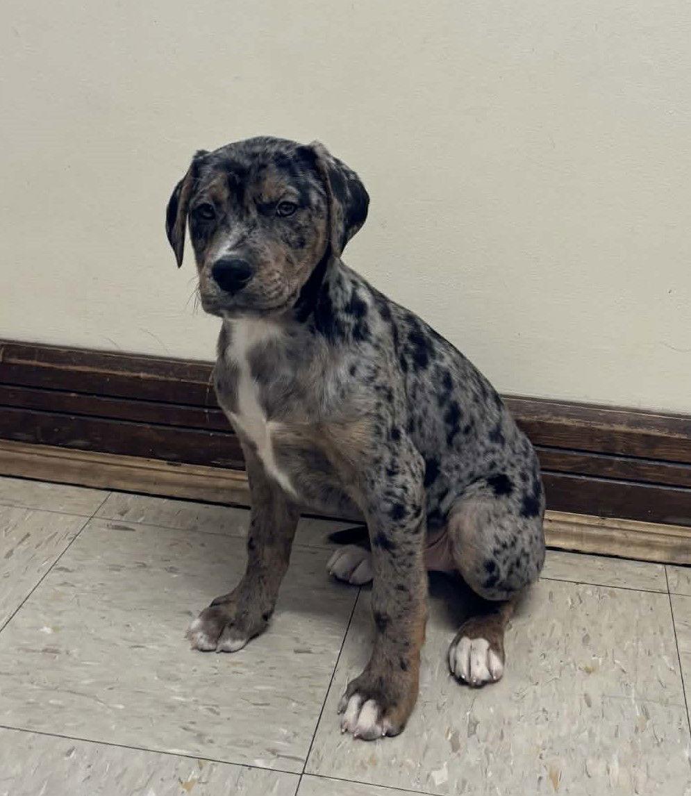 Enlarge Morgan W, a Adopted Mixed Breed in Poland, IN image 1/3