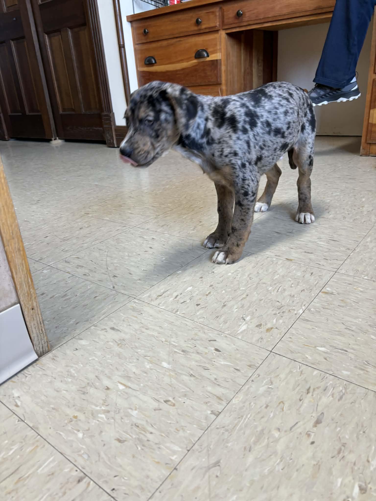 Morgan W, Adopted, Puppy Male Mixed Breed.