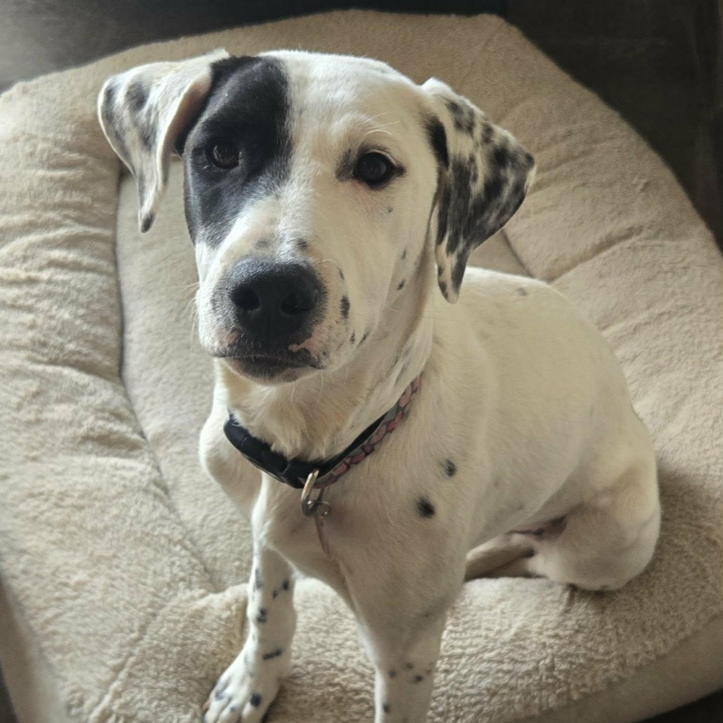Baby, ADOPTABLE, Young Female Dalmatian.