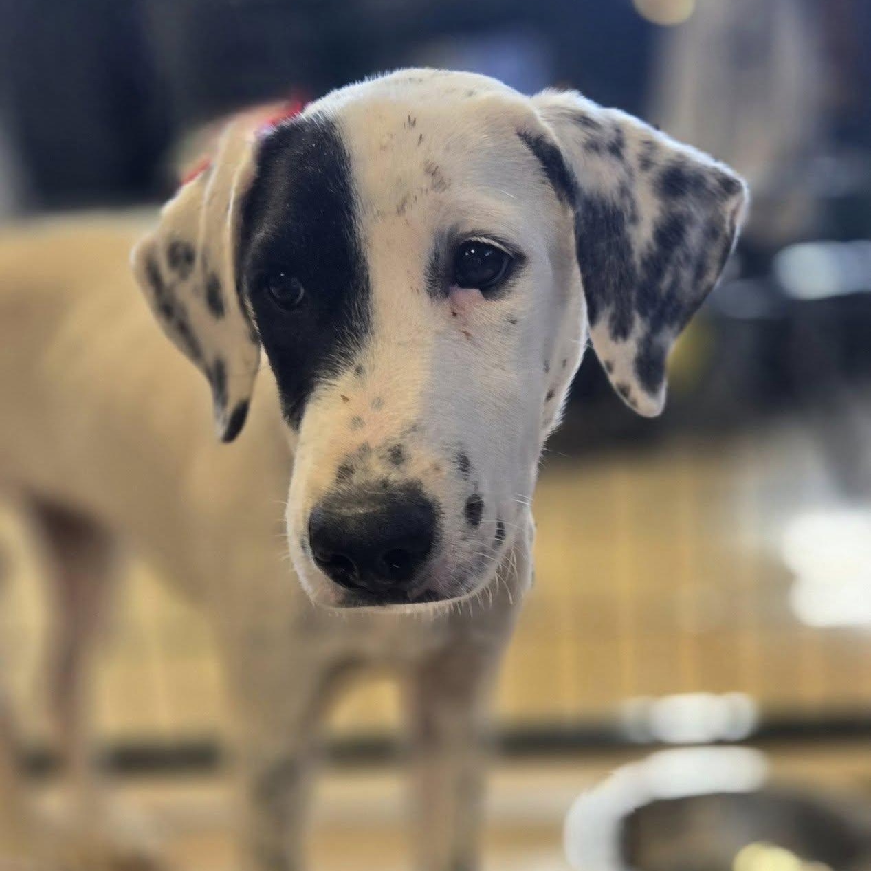 Enlarge Baby, a ADOPTABLE mixed breed in Mounds, OK image 2/2