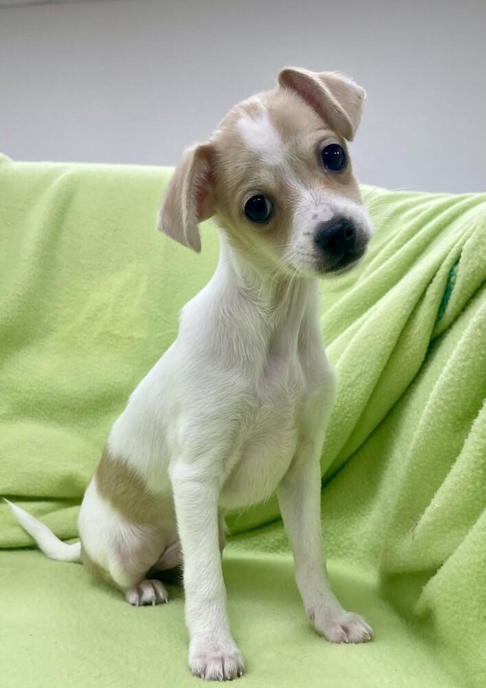 Flash, Adoptable, Puppy Male Chihuahua.
