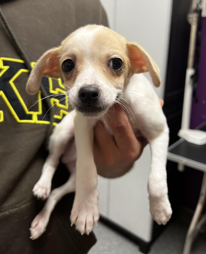 Enlarge Flash, a Adoptable mixed breed in Jamestown, CA image 2/6