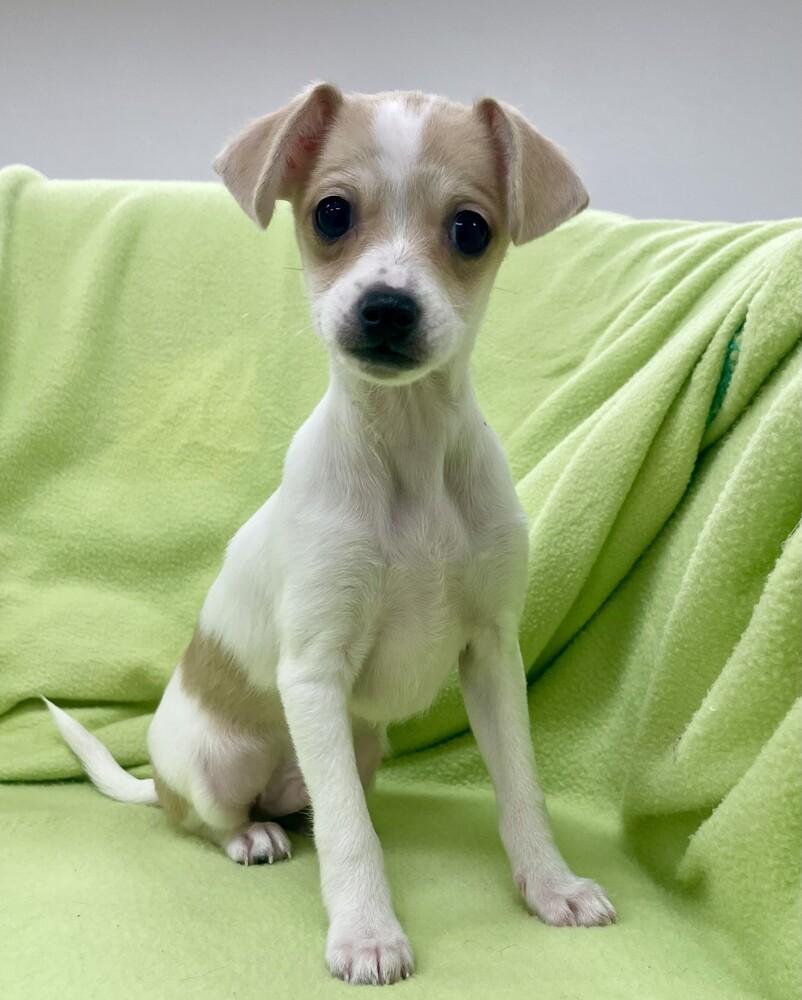 Enlarge Flash, a Adoptable mixed breed in Jamestown, CA image 3/6