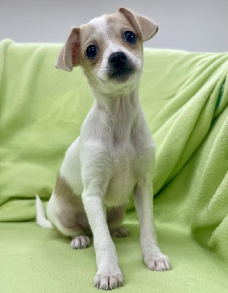 Enlarge Flash, a Adoptable mixed breed in Jamestown, CA image 4/6