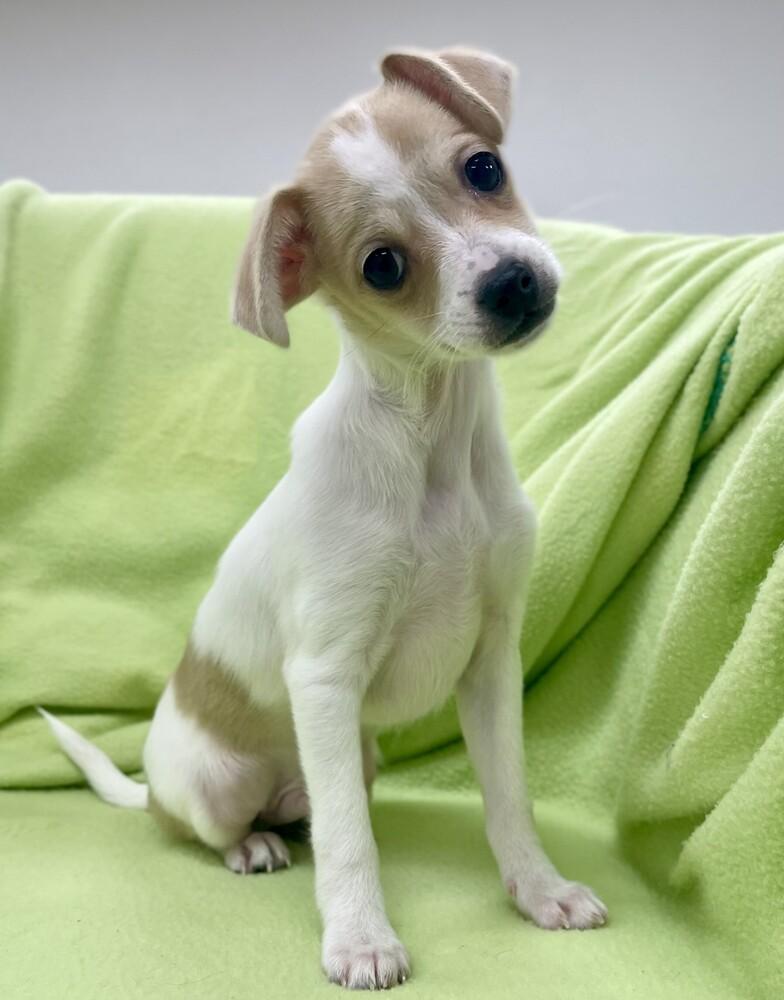 Enlarge Flash, a Adoptable mixed breed in Jamestown, CA image 6/6