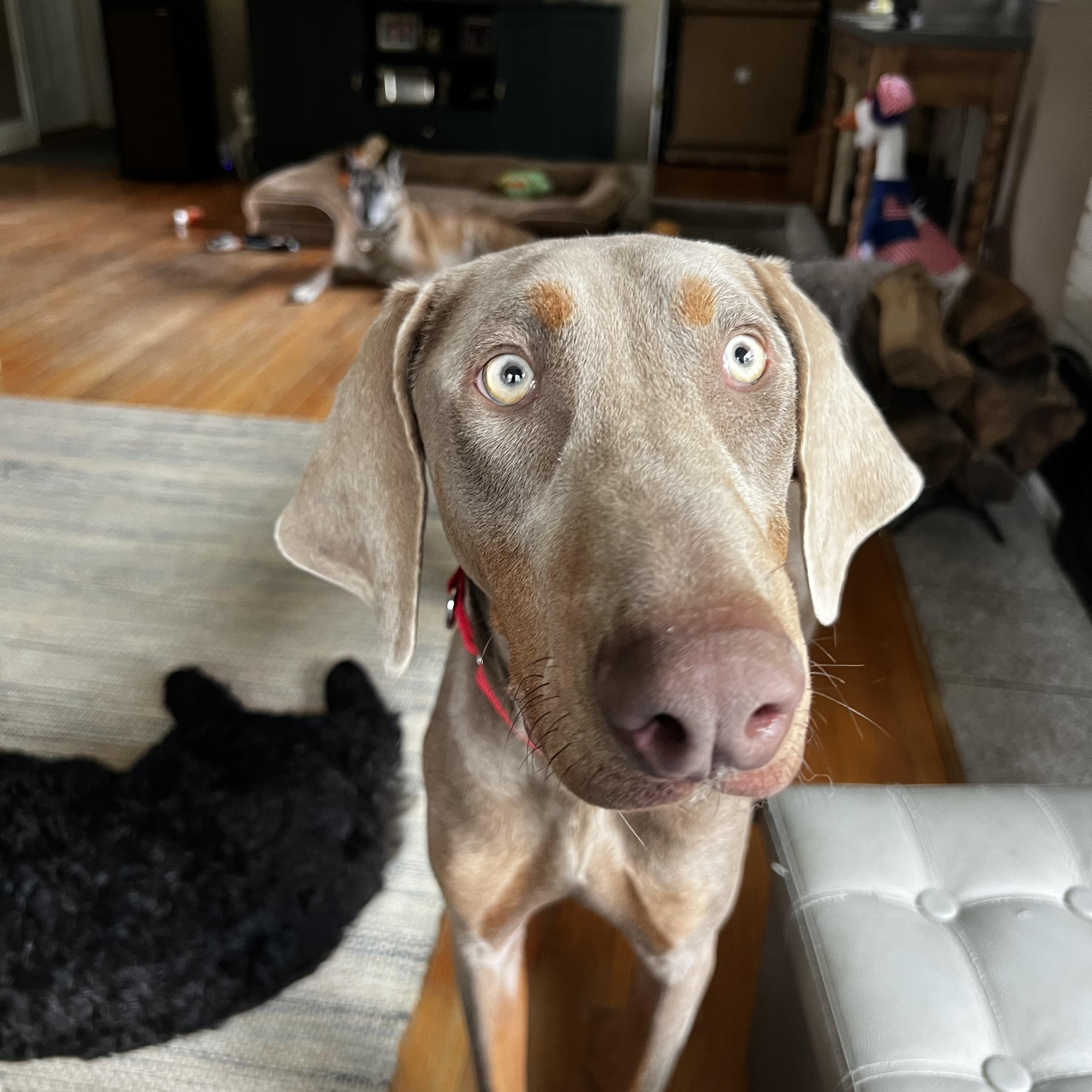 Woody, Adopted, Young Male Doberman Pinscher.