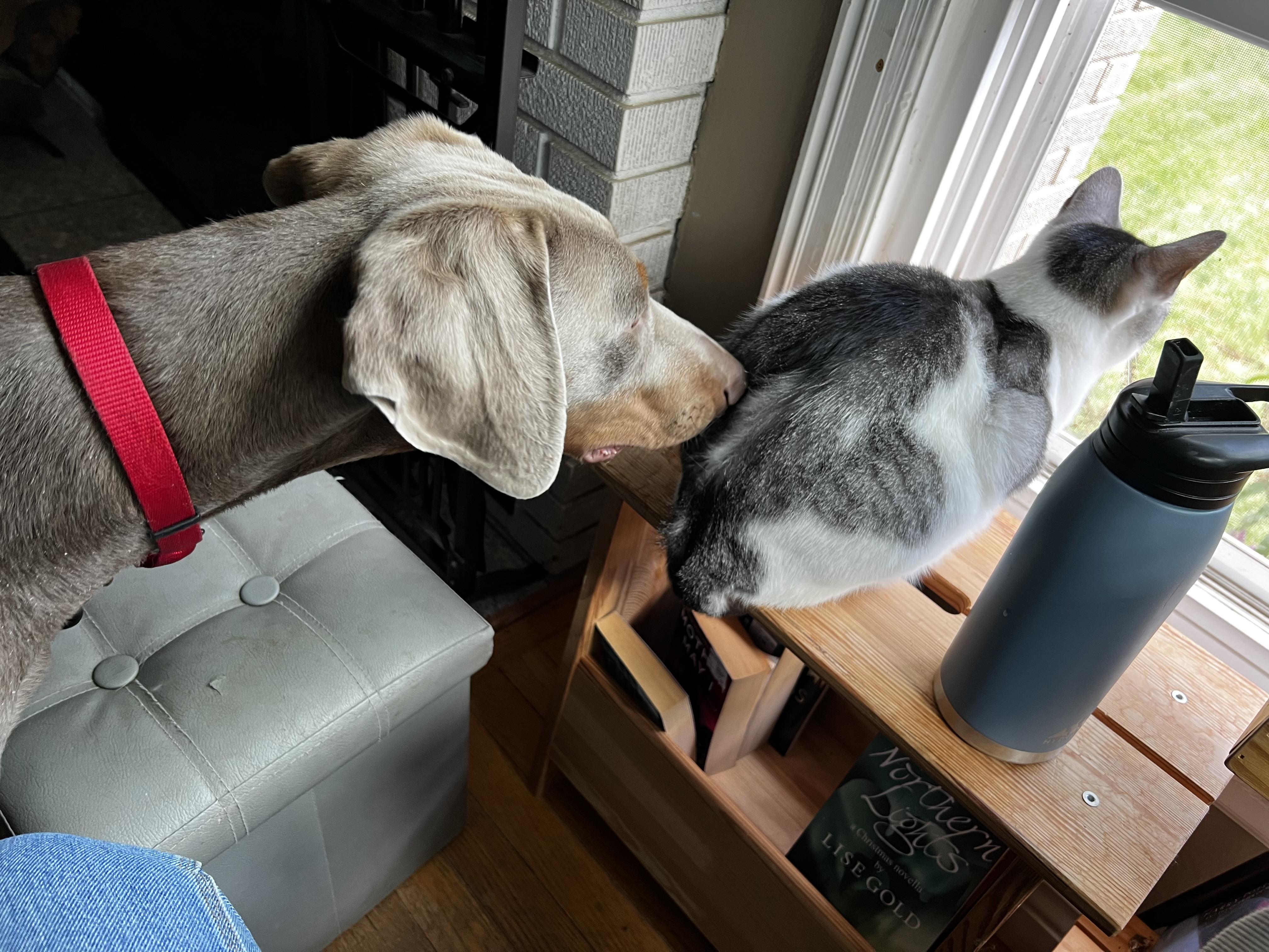 Enlarge Woody, a Adopted Doberman Pinscher in Dayton, OH image 3/6