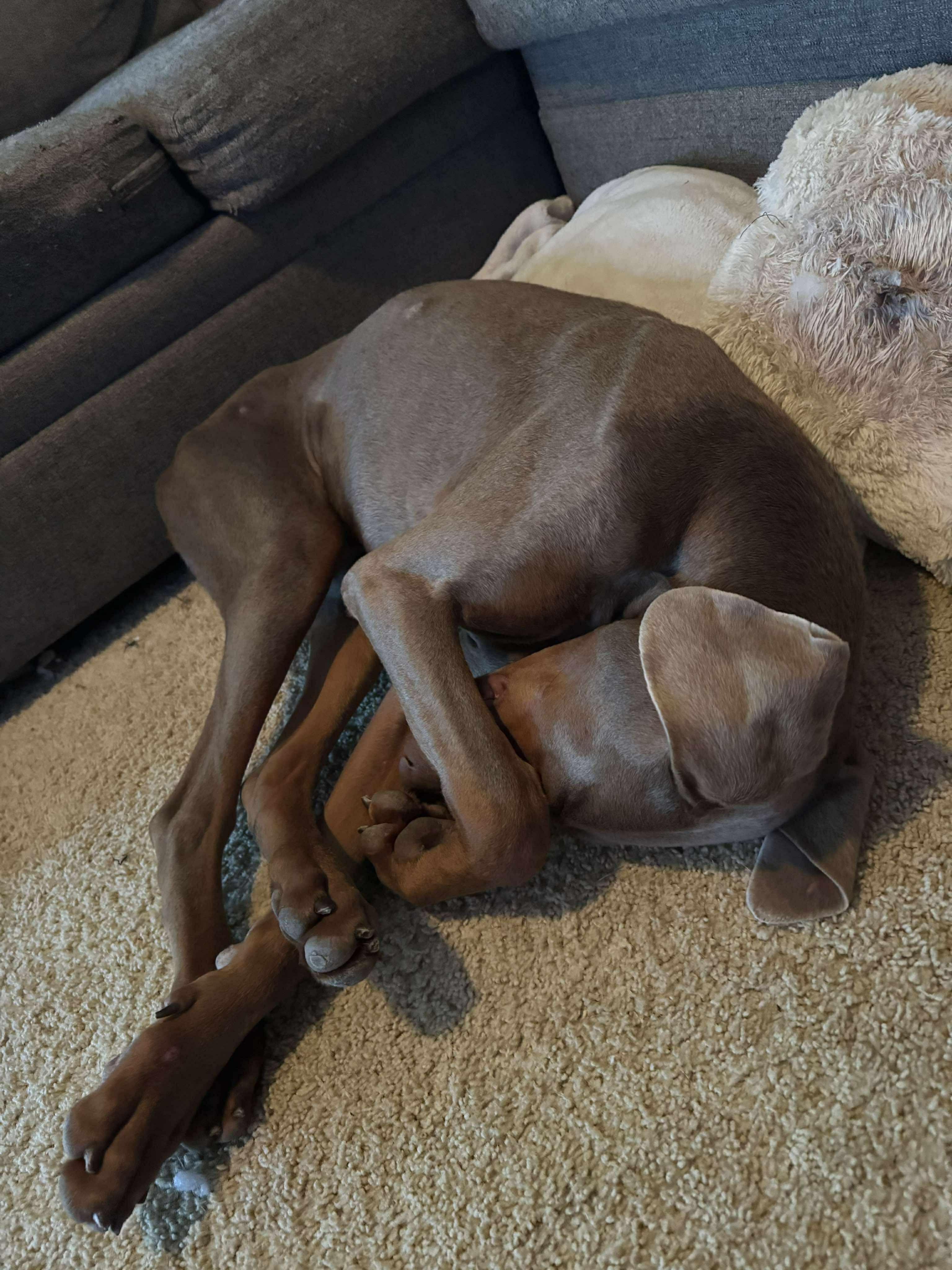 Enlarge Woody, a Adopted Doberman Pinscher in Dayton, OH image 5/6