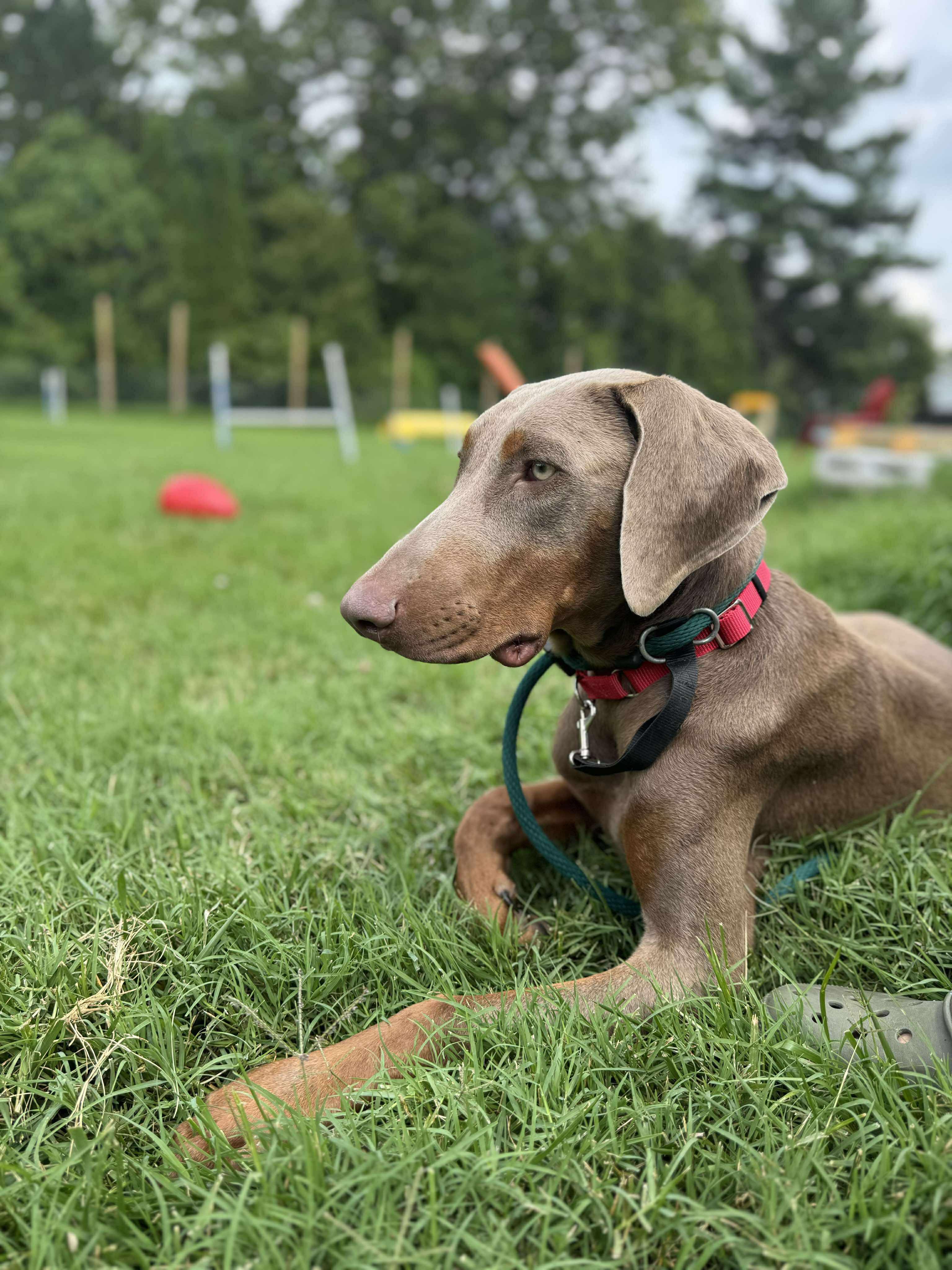 Enlarge Woody, a Adopted Doberman Pinscher in Dayton, OH image 6/6