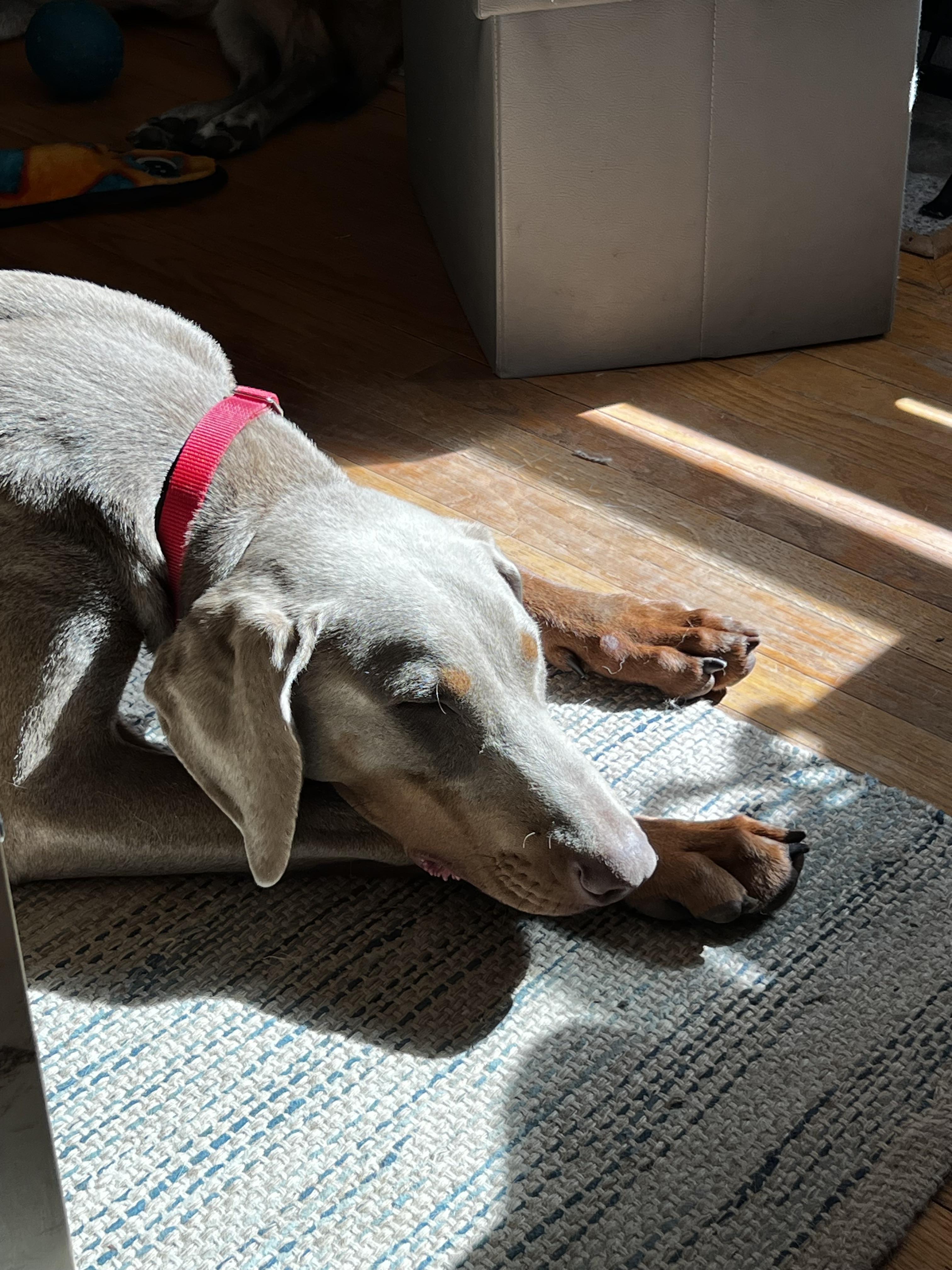 Enlarge Woody, a Adopted Doberman Pinscher in Dayton, OH image 4/6