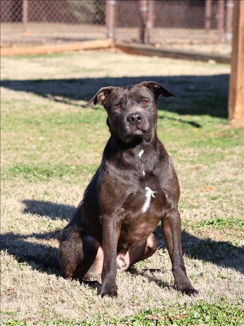 RIDGE, Adoptable, Adult Male Labrador Retriever & Mixed Breed.