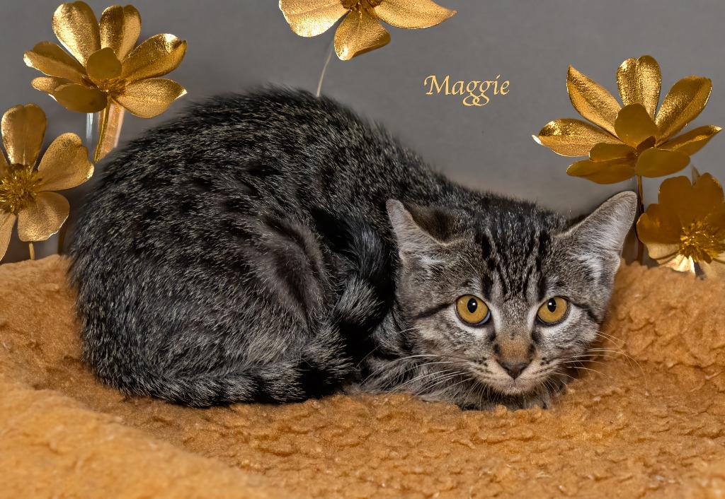 Enlarge Maggie, a Adoptable mixed breed in Hot Springs Village, AR image 1/1